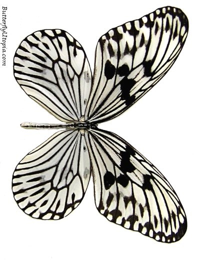 400x522 324 Best Butterflies Images On Butterflies, Paper