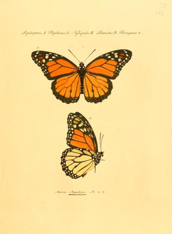 556x753 Butterfly botanical prints Monarch Butterfly From Butterflies By