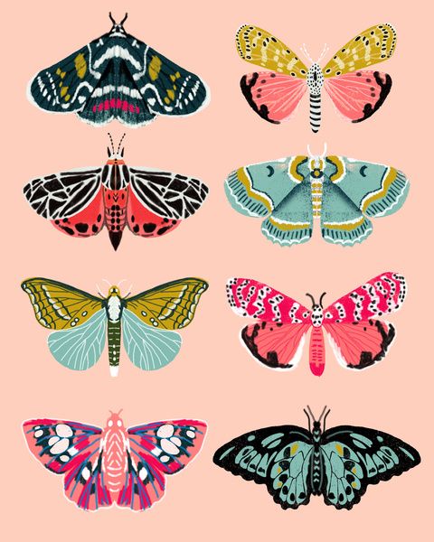 480x600 Lepidoptery No. 1 By Andrea Lauren Art Print Illustration