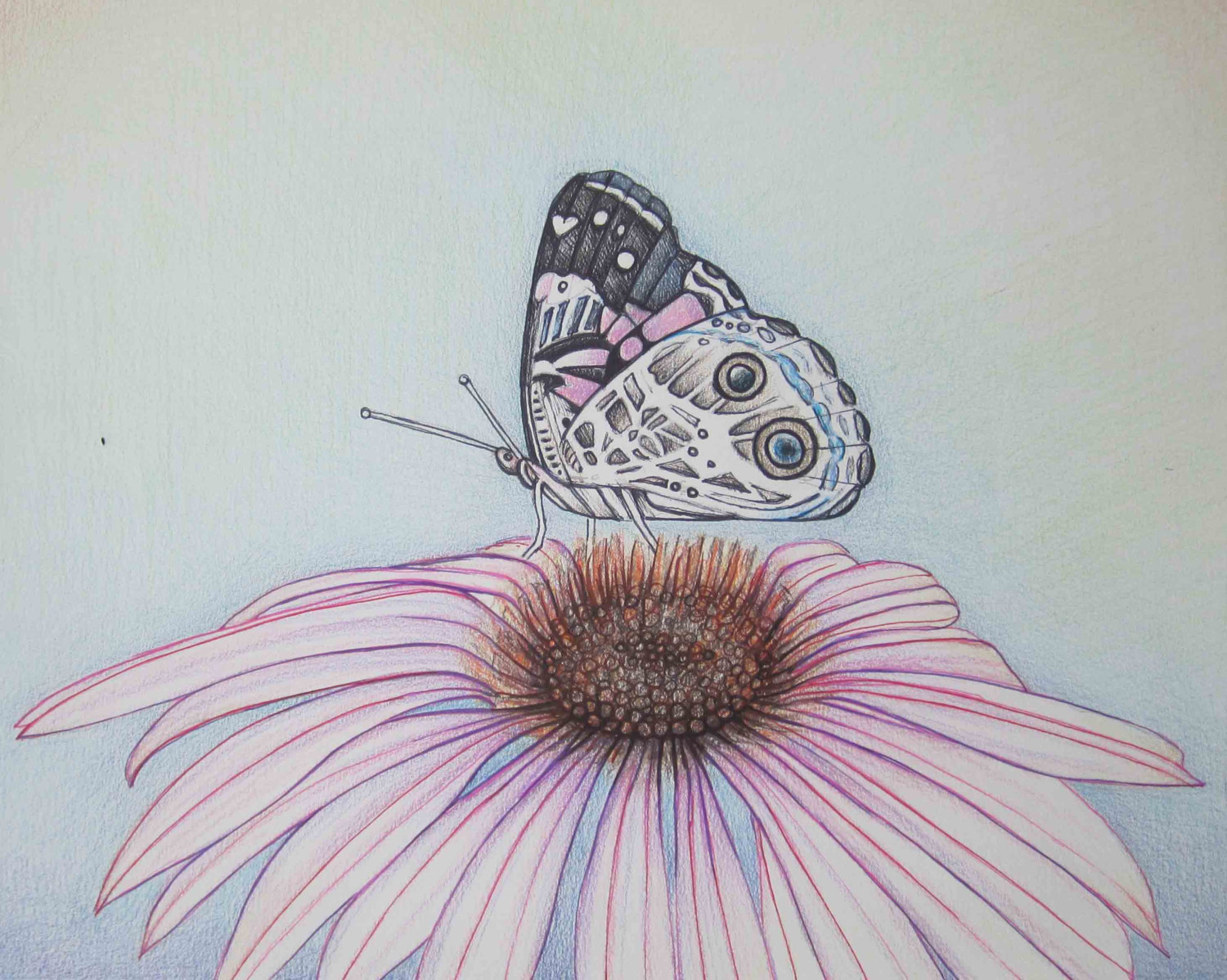1500x1198 Pencil Art Work Butterfly Atop Pink Cone Flower Original