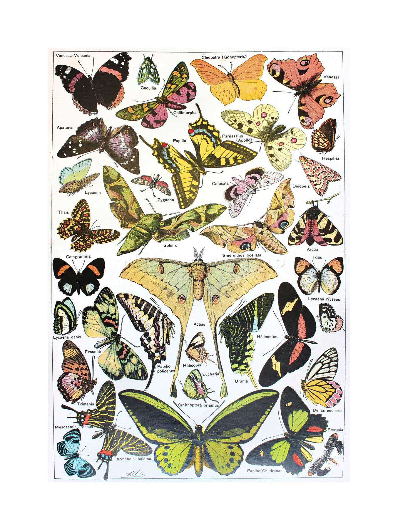 1354x1800 Scientific Butterfly Moth Colour Drawing Framed Art Print Picture