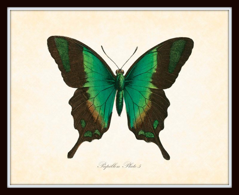 800x654 Vintage Butterfly Series 2 Papillon Plate 5 Art Print 8x10 Natural