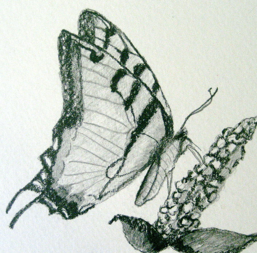 900x888 Pencil Sketches Of Butterflies Flying Drawing Butterfly Sketches