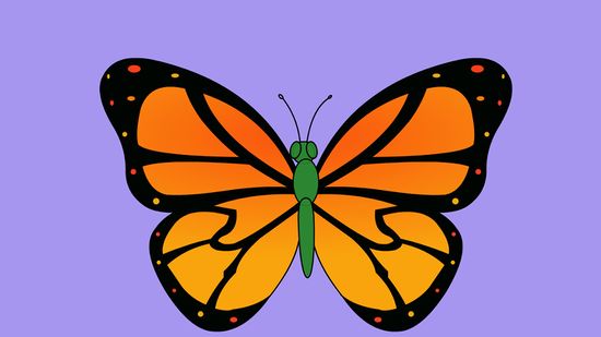 550x309 2 Ways To Draw A Butterfly Step By Step