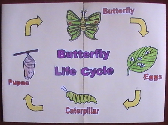559x417 Butterflies Lapbook Iman's Home School