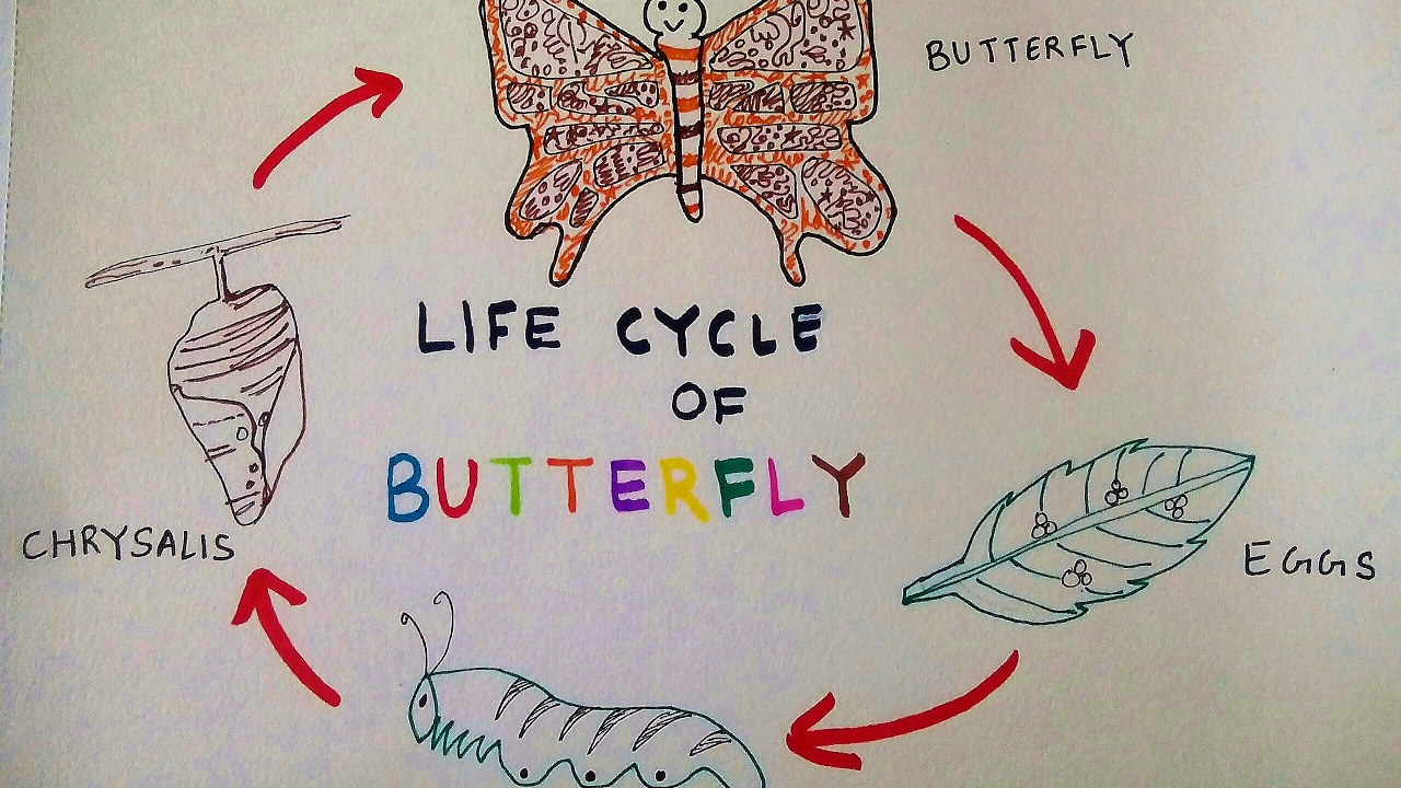 Butterfly Life Cycle Drawing at GetDrawings | Free download