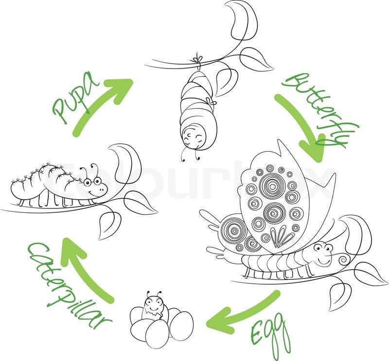800x743 The Metamorphosis Of The Butterfly ( Egg, Caterpillar, Pupa