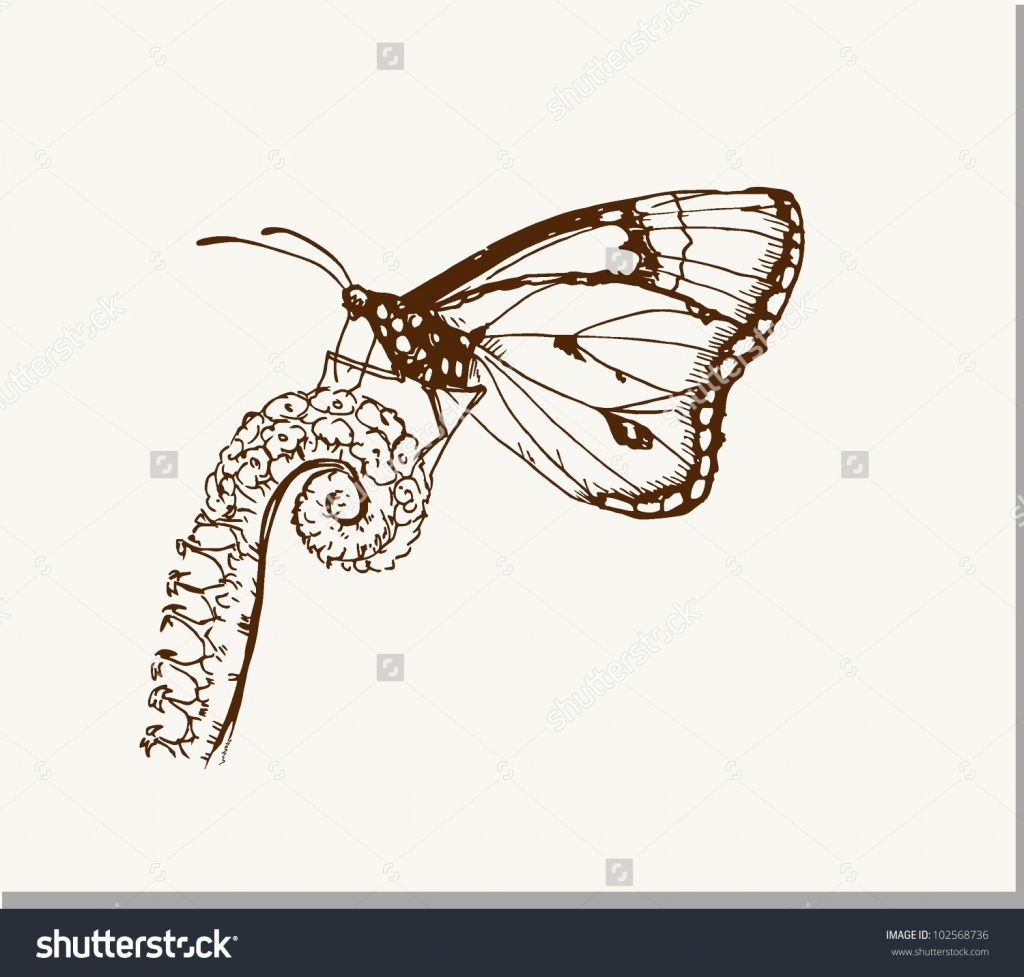 1024x977 Drawing Of A Butterfly On A Flower