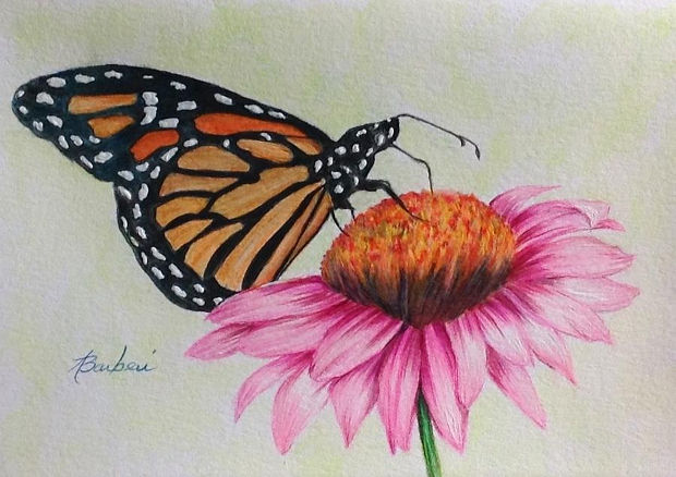 620x438 Butterfly Drawings, Art Ideas Design Trends