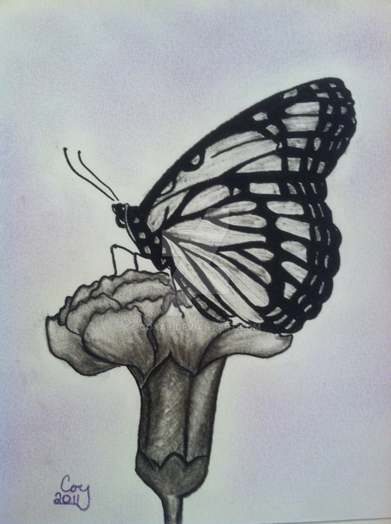 772x1034 Butterfly And Flower Charcoal Drawing By Coyab It's A Draw