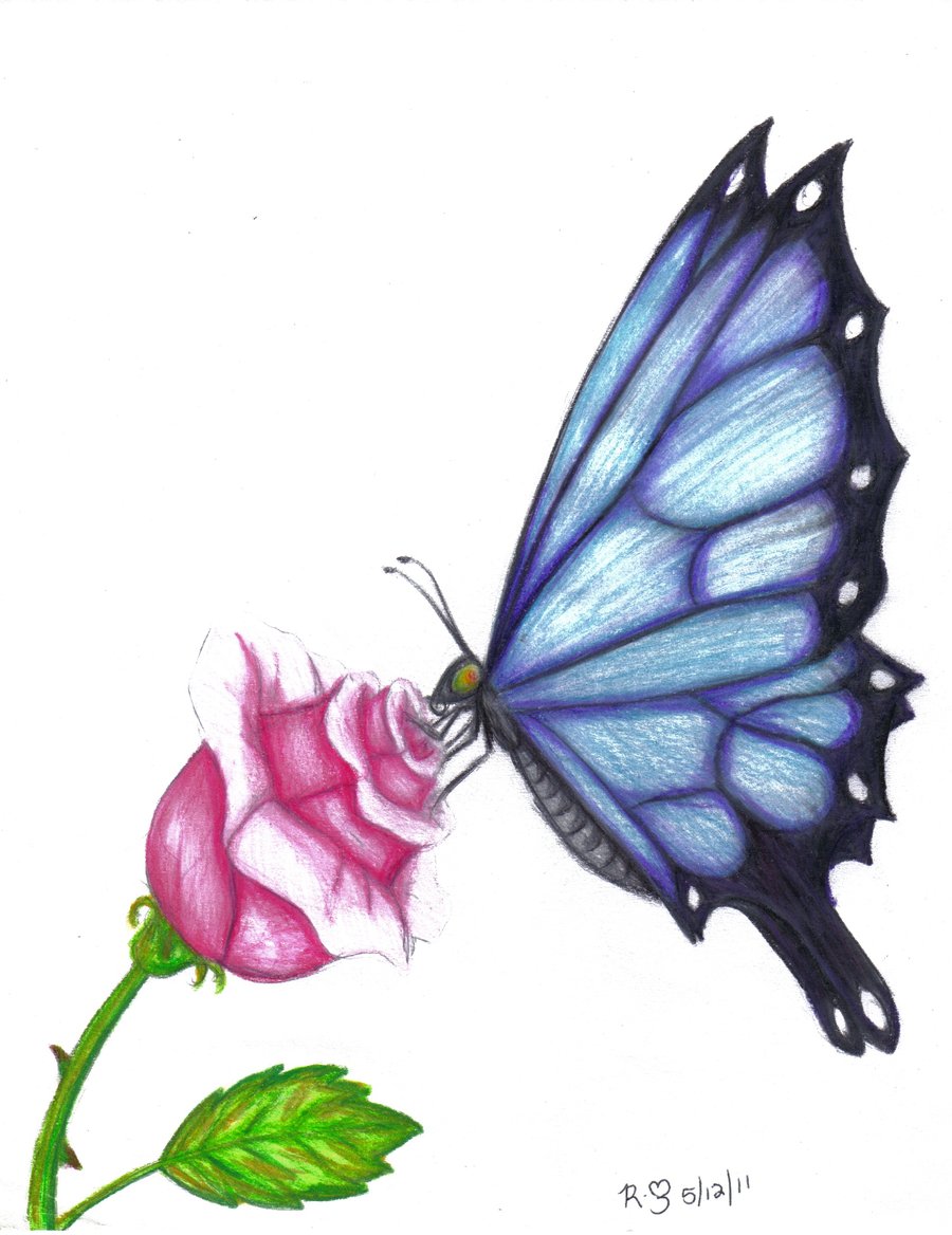 900x1168 Butterfly Drawings In Color Butterfly Rose By Evolra Traditional