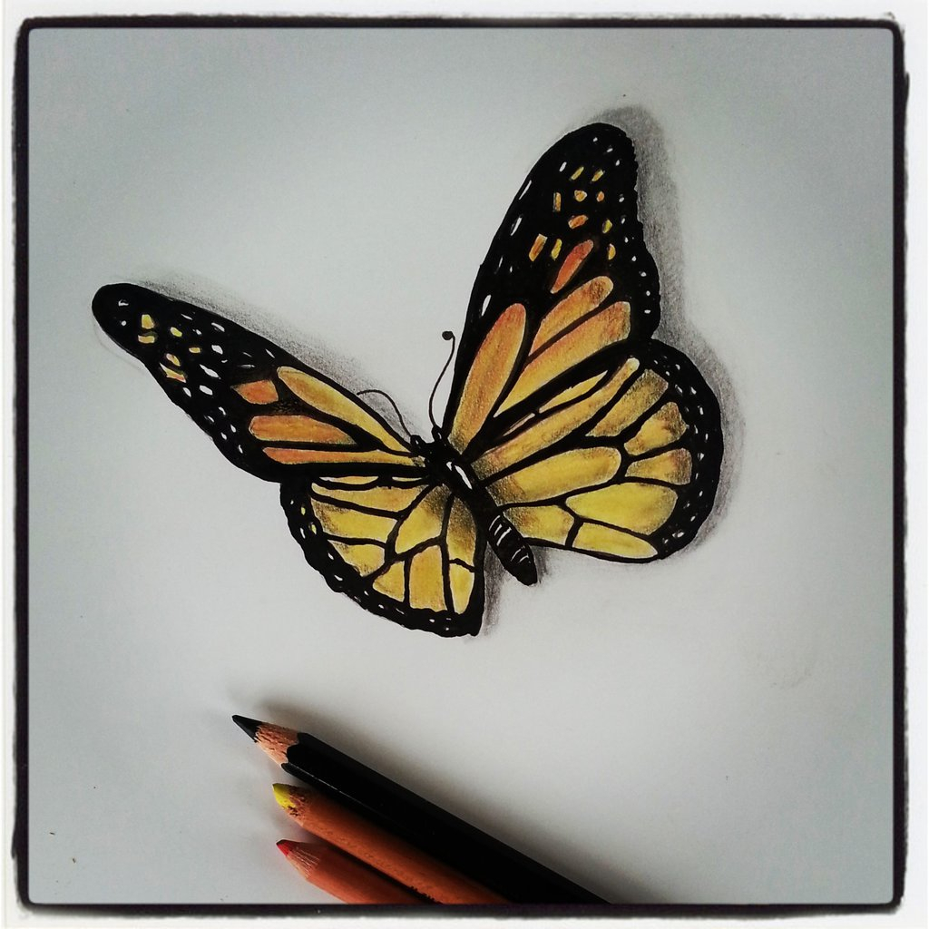 Butterfly Pencil Drawing at GetDrawings | Free download