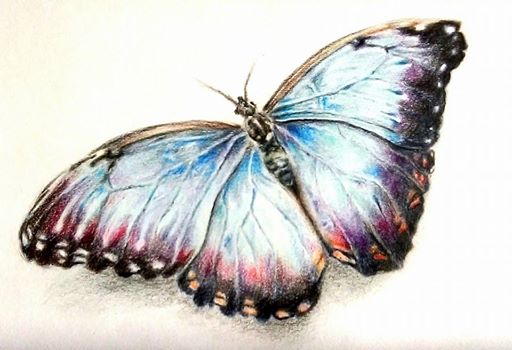 512x350 Butterfly Pencil Drawing By Chloemal