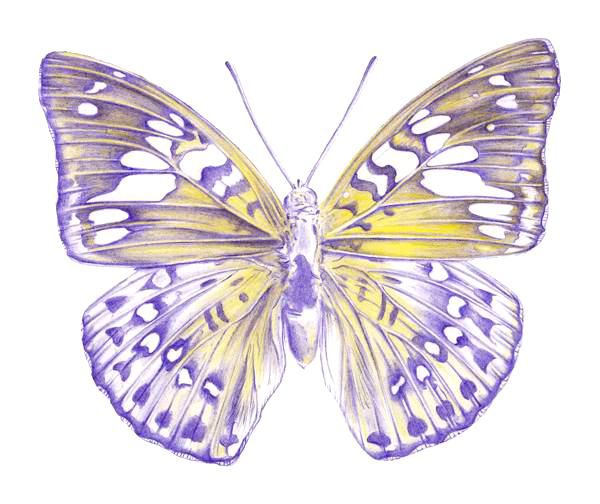 600x504 How To Draw A Butterfly