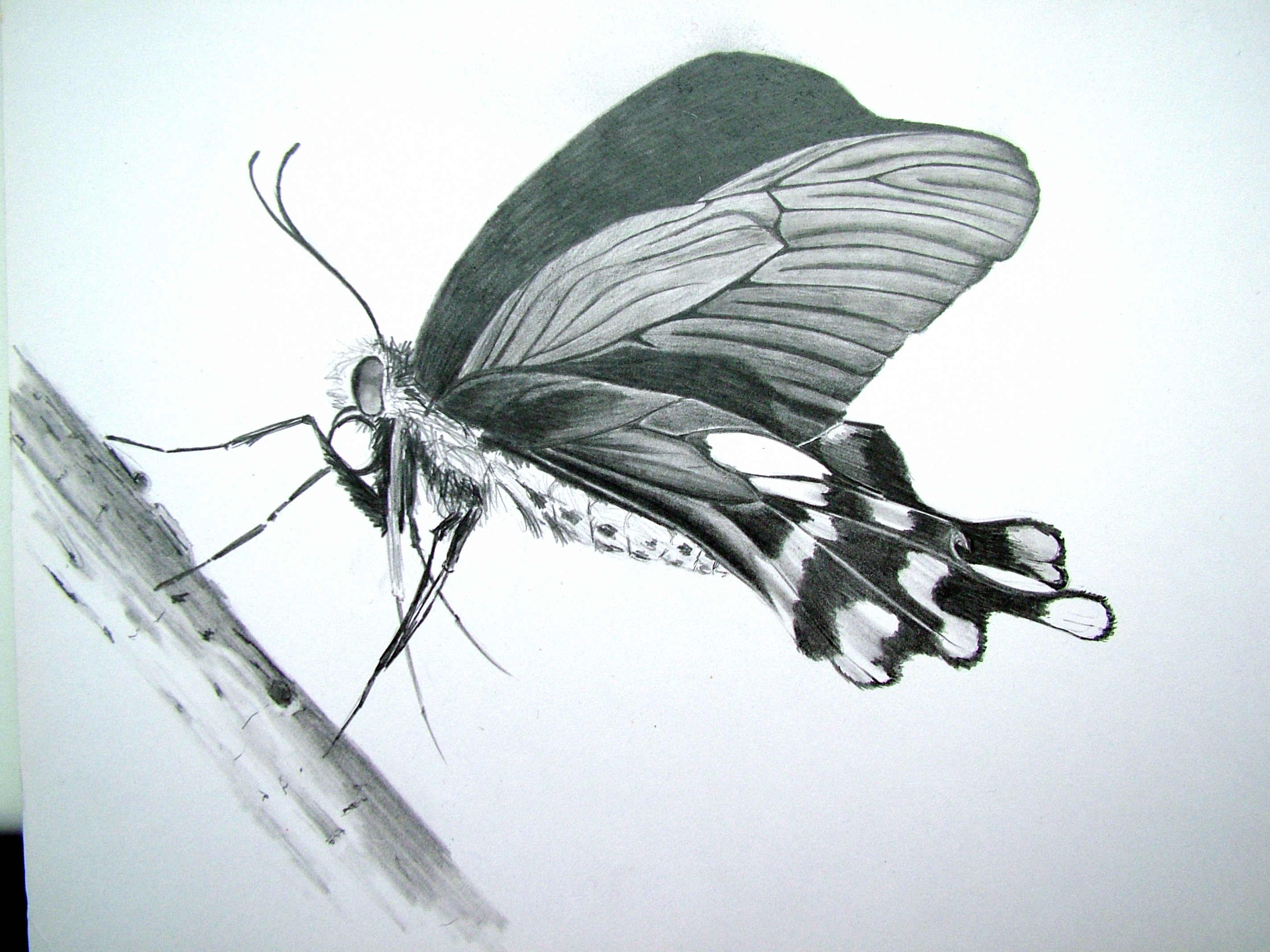 2848x2136 Pencil Drawing Of A Butterfly Butterfly Pencil Drawing Paint