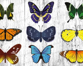 340x270 Butterfly Drawing Etsy