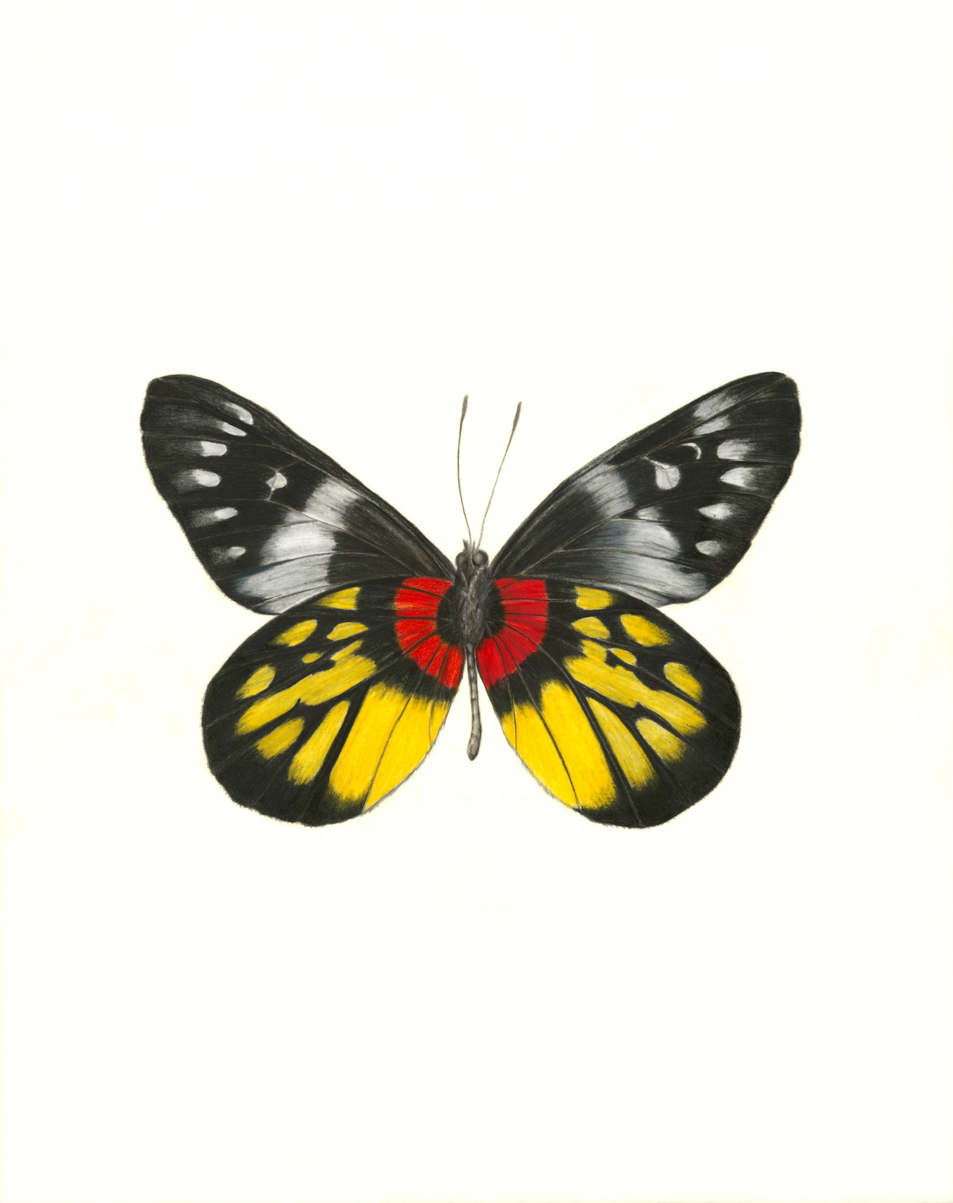 1882x2375 Pollinator Bees And Butterfly Drawing Class