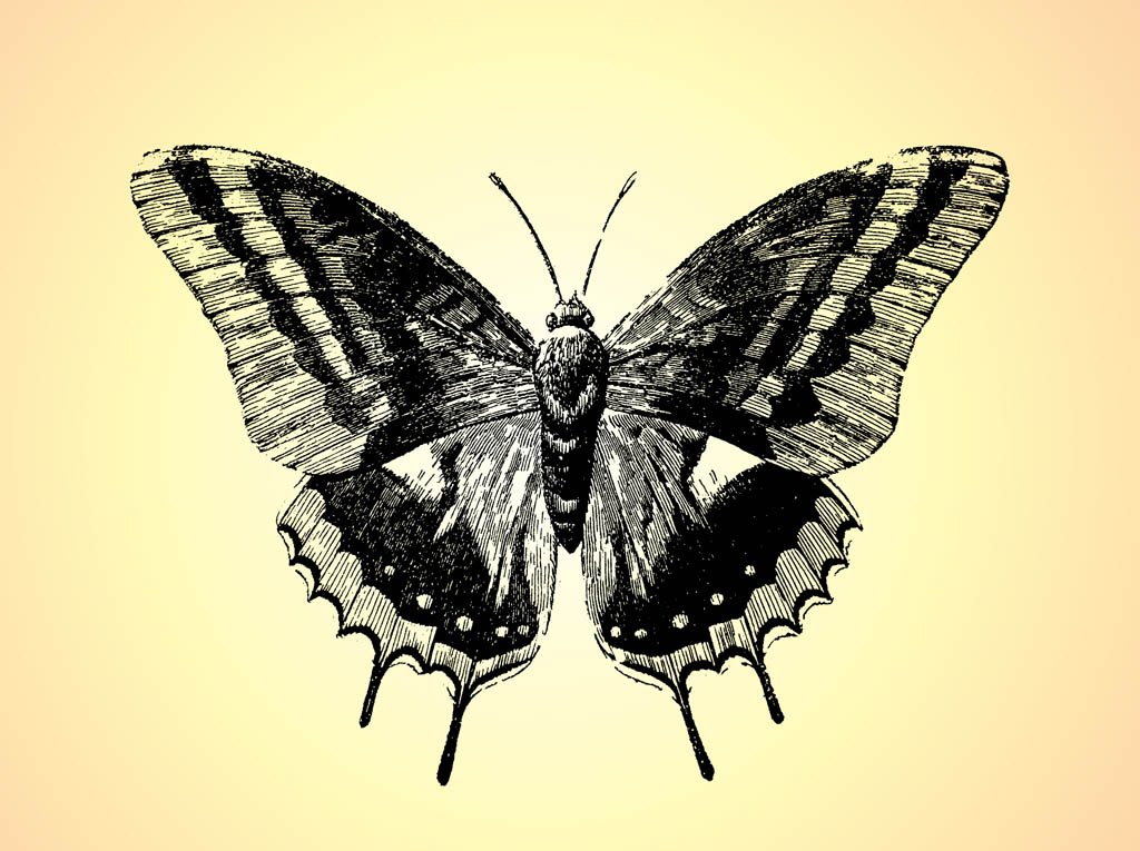 1024x765 Retro Butterfly Drawing Vector Art Amp Graphics