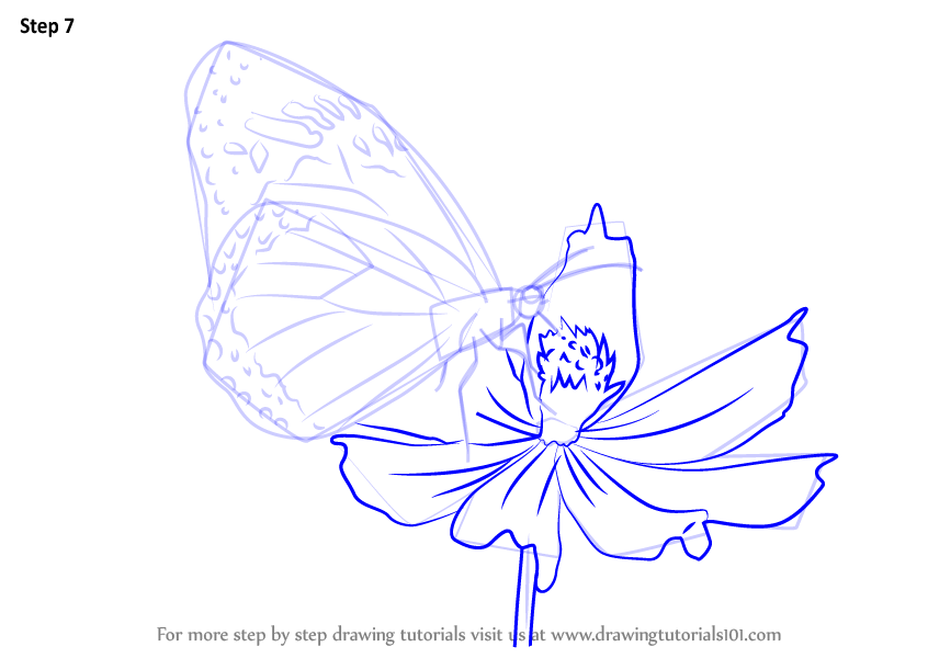 846x600 Learn How To Draw A Butterfly On Flower (Butterflies) Step By Step