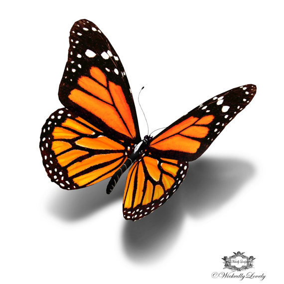 570x570 4 Incredible 3d Butterfly Tattoo Designs