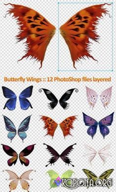 236x391 Wings Psd52296