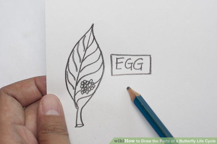 728x485 How To Draw The Parts Of A Butterfly Life Cycle 5 Steps