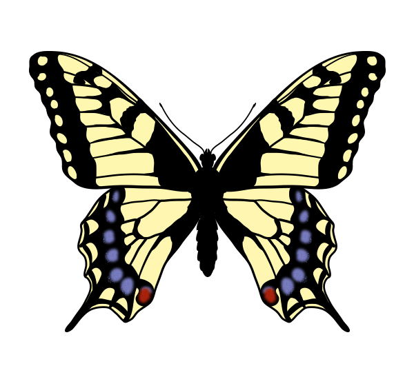 600x547 How To Draw Animals Butterflies, Their Anatomy And Wing Patterns