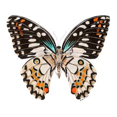 236x236 Please Repin!!! If You Are Located In The Cleveland Area