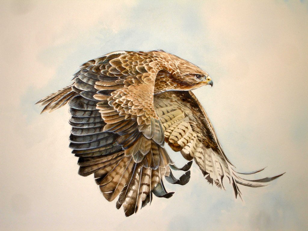 1024x768 Buzzard In Flight By Atriedes