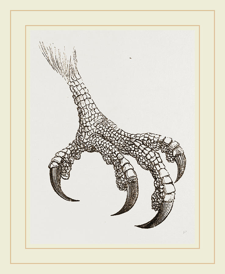 738x900 Honey Buzzard Drawing By Litz Collection