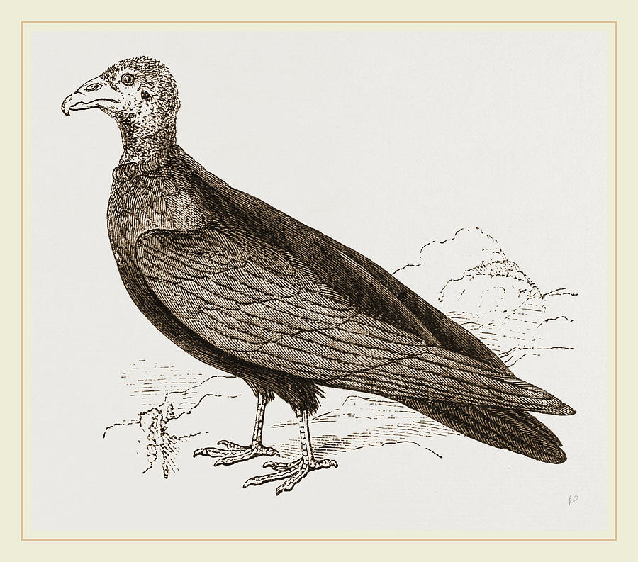 900x793 Turkey Buzzard Drawing By Litz Collection