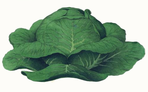 504x312 Cabbage Drawing