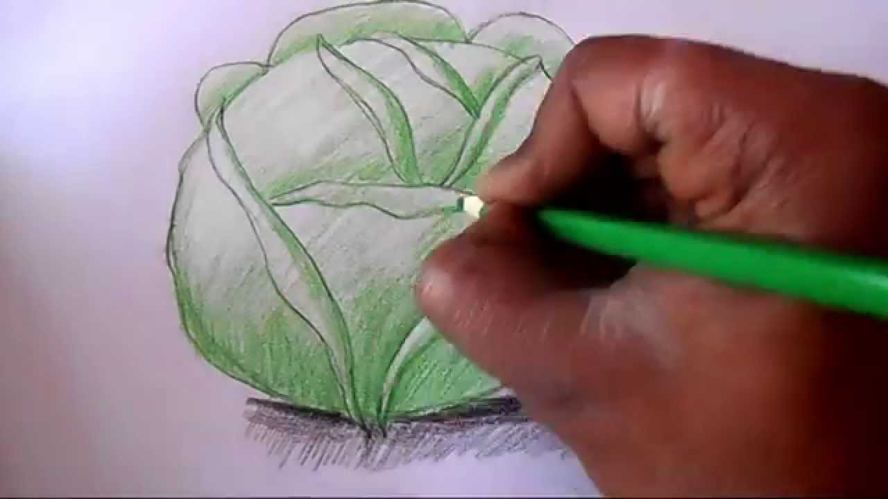 1280x720 How To Draw Cabbage Step By Step