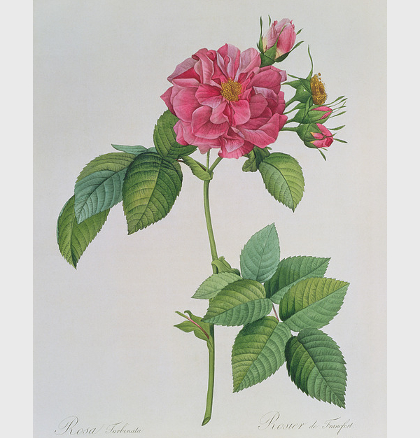 600x626 Drawings Of Roses