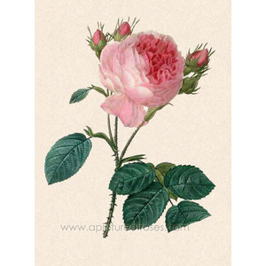 300x300 Cabbage Rose Drawing Diy Summer Project Ideas