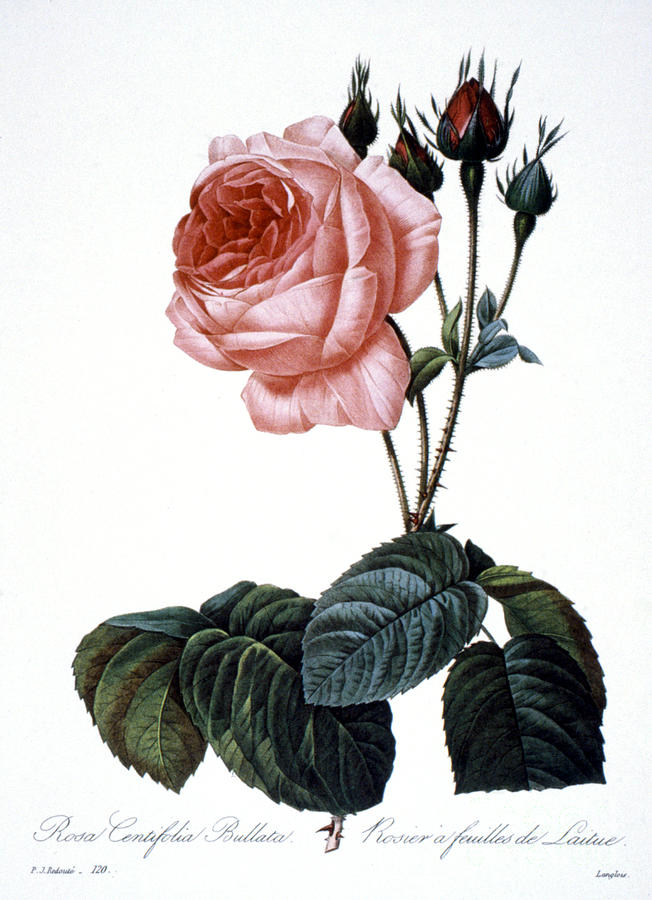 652x900 Cabbage Rose Photograph By Granger