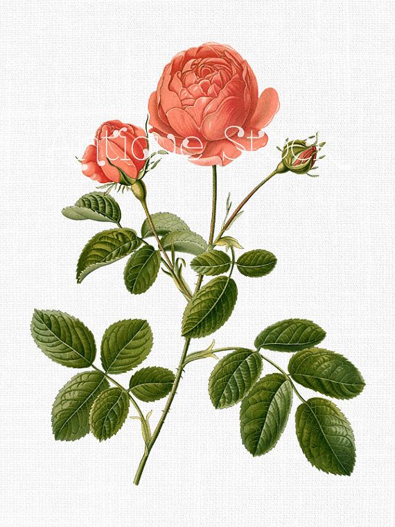 570x760 Flower Clipart