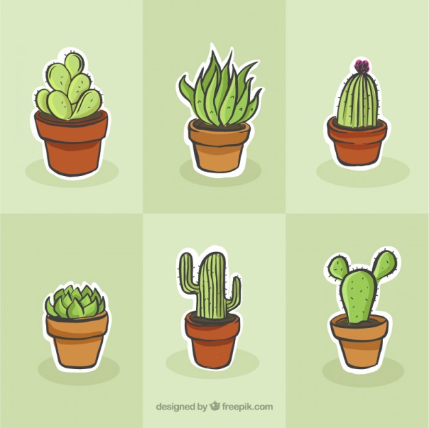626x625 Cactus Drawing Set Vector Free Download