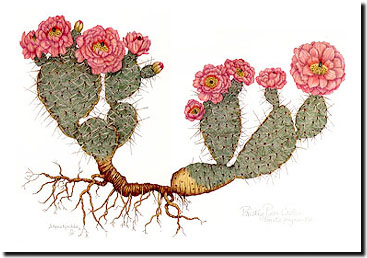 367x258 Colored Pencil Drawings, Paintings, Prickly Pear Cactus,colored