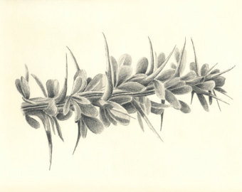 340x270 Desert Ocotillo In Leaf Original Pencil Drawing Illustration