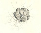 170x135 Items Similar To Cactus Flower Original Pencil Drawing On Etsy