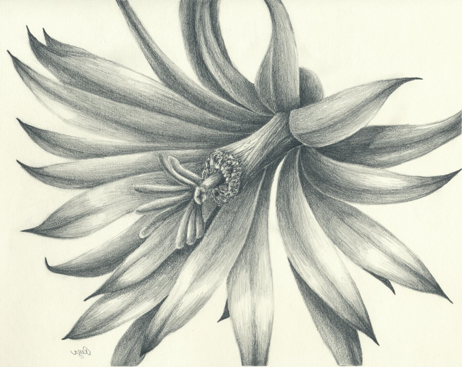 1500x1192 Pencil Shading Of Beautiful Flower Vase Cactus Flower Original