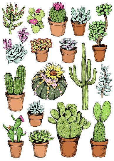 388x548 Cactus Illustration By May Van Millingen