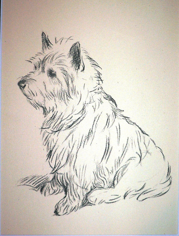 Cairn Terrier Drawing at GetDrawings | Free download