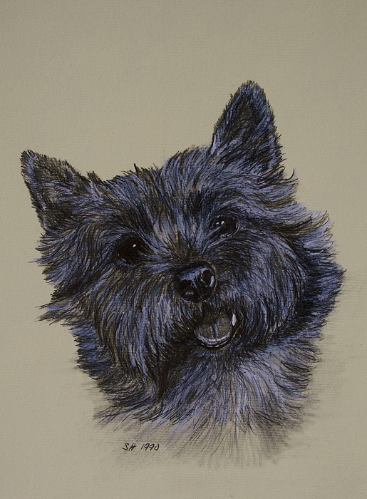 515x700 Cairn Terrier Drawing By Susan Herber