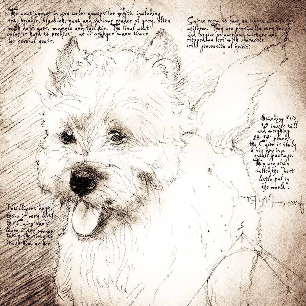 1000x1000 Cairn Terrier Female Detail Of A Da Vinci Style Drawing