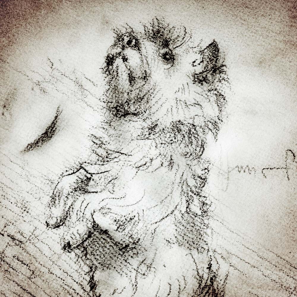 1000x1000 Cairn Terrier Sitting Up Detail Of A Da Vinci Style Drawing
