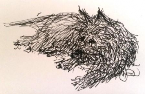 500x323 Cairn Terriers