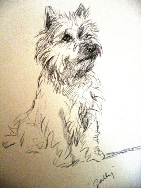 Cairn Terrier Drawing at GetDrawings | Free download