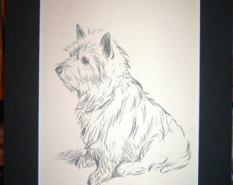 Cairn Terrier Drawing at GetDrawings | Free download